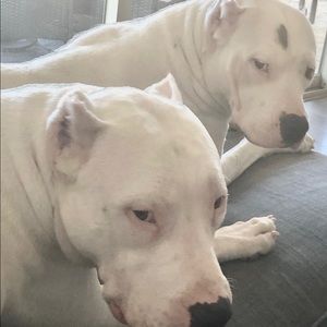 Meet your Posher, Johnnie